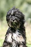 TERRIER DU TIBET 371